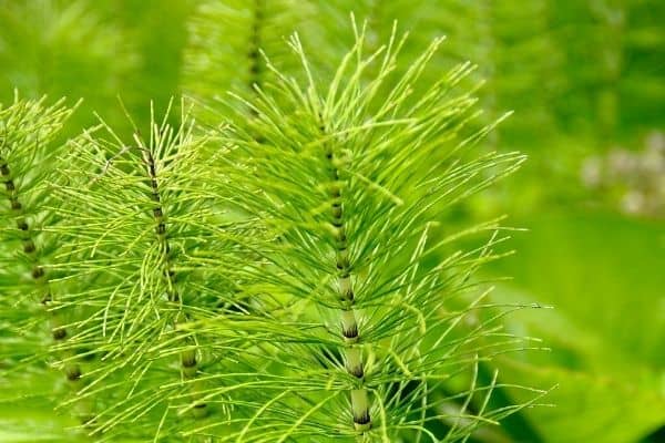 Horsetail is high in silica.