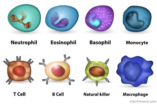 Cells of the immune system.