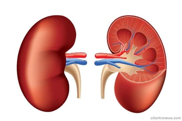 Kidney kidneys cleanse detox