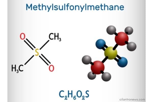Methylsulfonylmethane MSM for candida overgrowth.