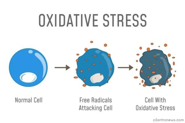 Oxidative stress sleep insomnia diaphragmatic breathing.