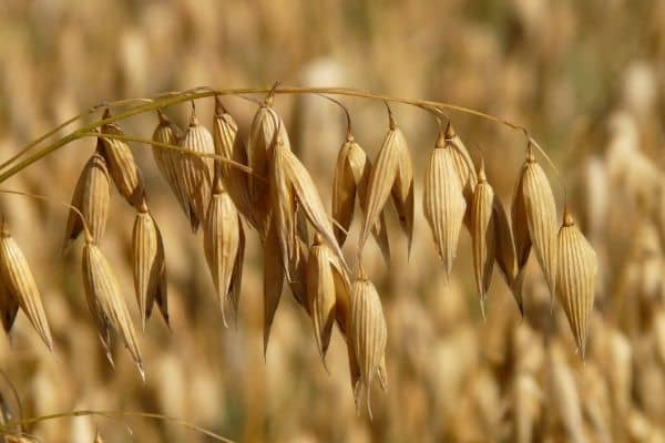 Oat for (deep sleep) insomnia.