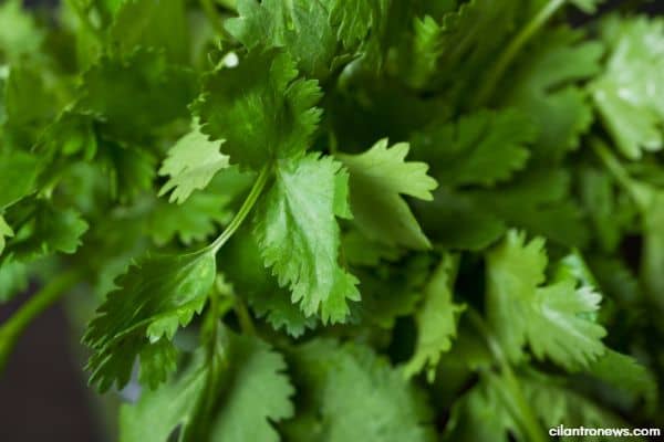 13 Health benefits of cilantro (coriander) leaves