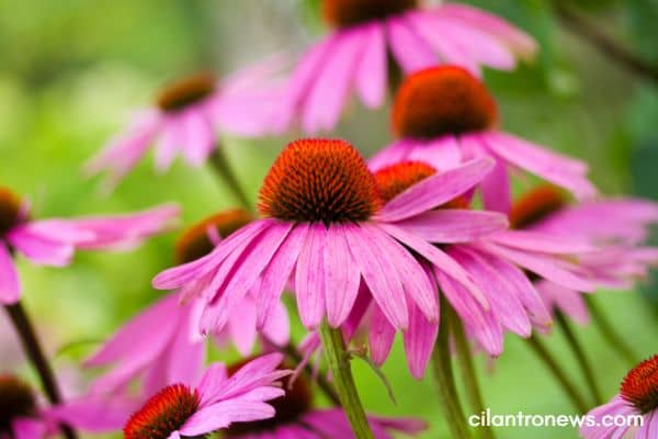 Echinacea purpurea, one of the 5 best herbs that are antiviral.
