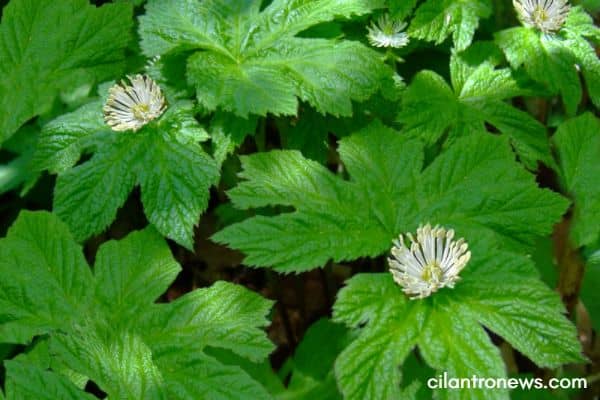 Goldenseal (Hydrastis canadensis)