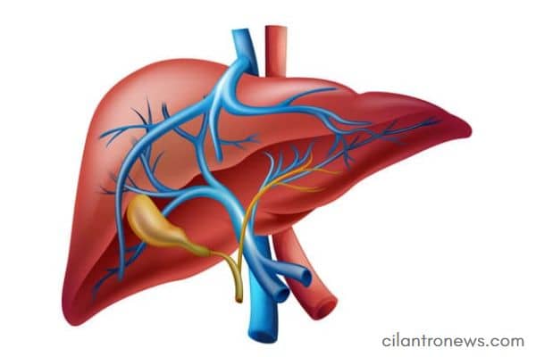 Liver and gallbladder.